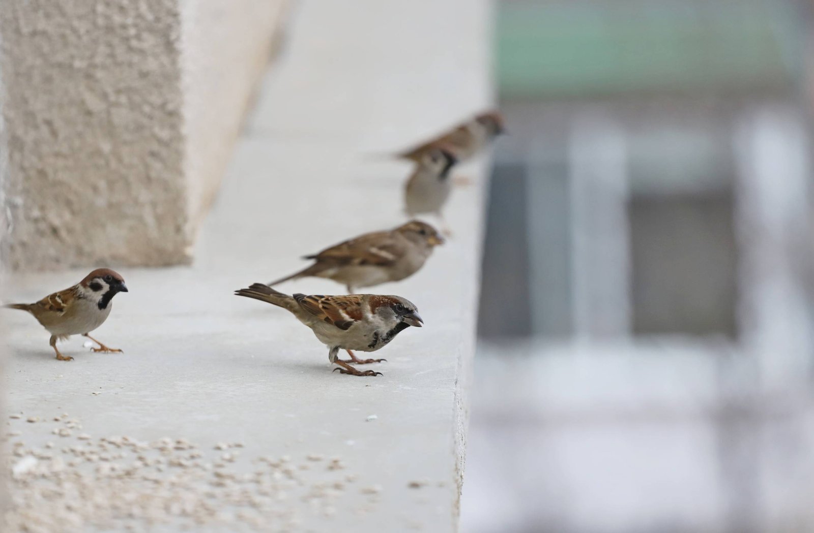 Control natural de gorriones y estorninos en áreas urbanas