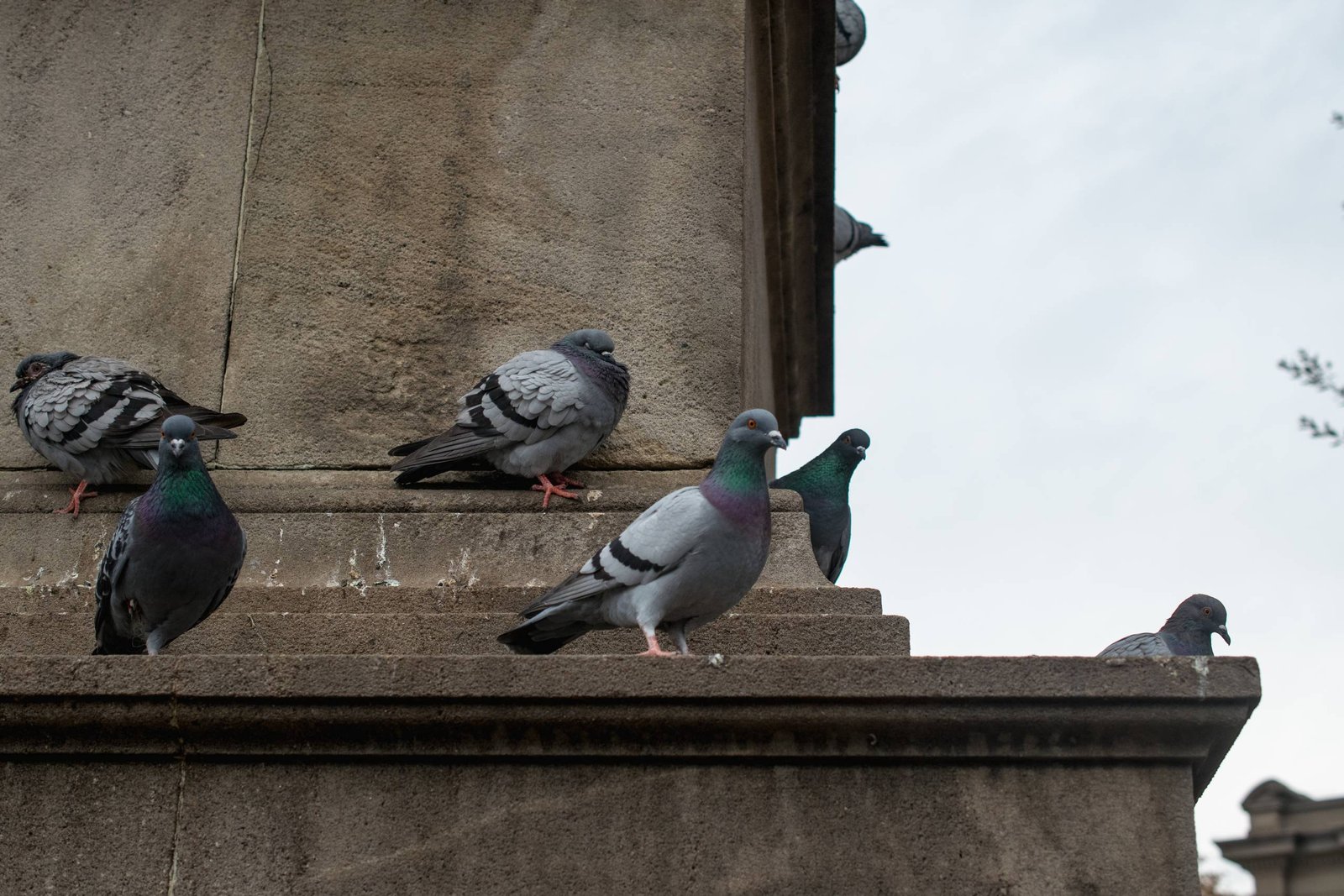 Control de palomas: Equilibrio urbano a través de la cetrería